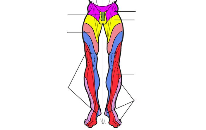 innervation zone of lumbar segments