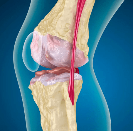 Artment of knee joint